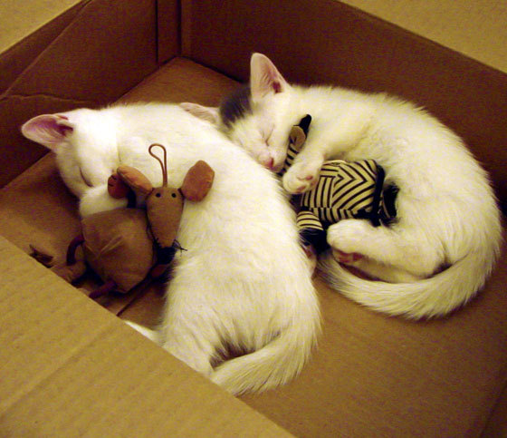 翡冷翠夜画，卡拉斯科挥毫，比利时于加时铸就血色王冠