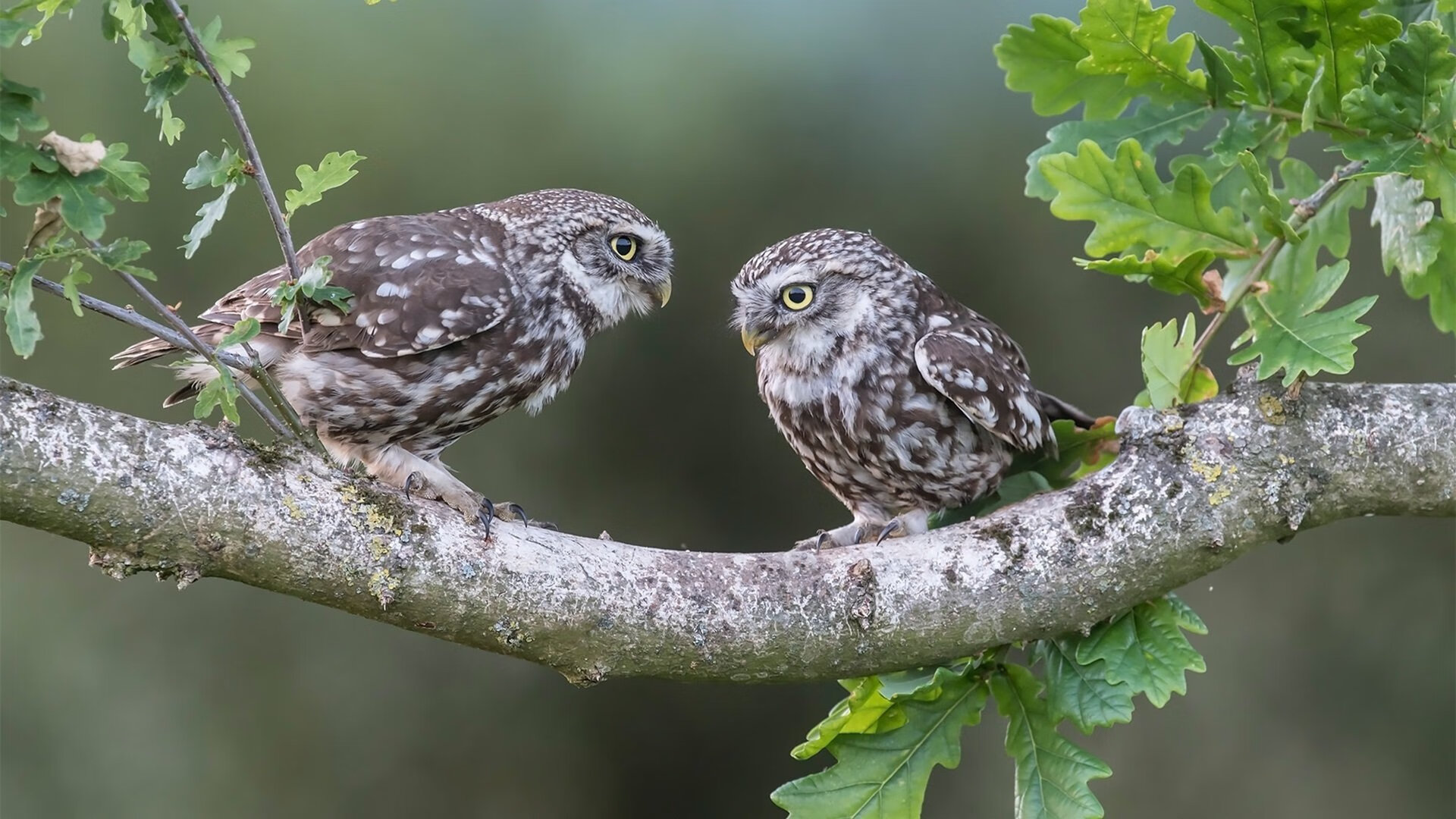 开云-活塞斩落鹈鹕，关键先生英格拉姆，为何亲手将胜利钥匙递给对手？
